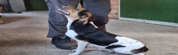 Fox Terriër Gladhaar honden te koop: boerenfox pups - Advertentie 1