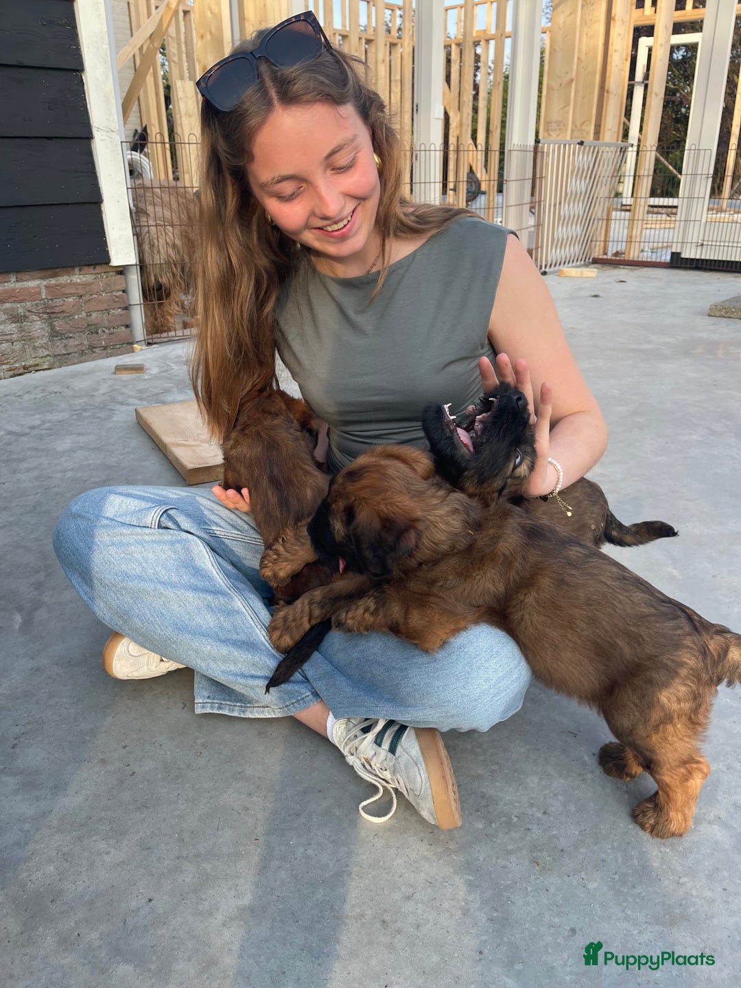 Briard honden te koop: Briardpups - Advertentie 6