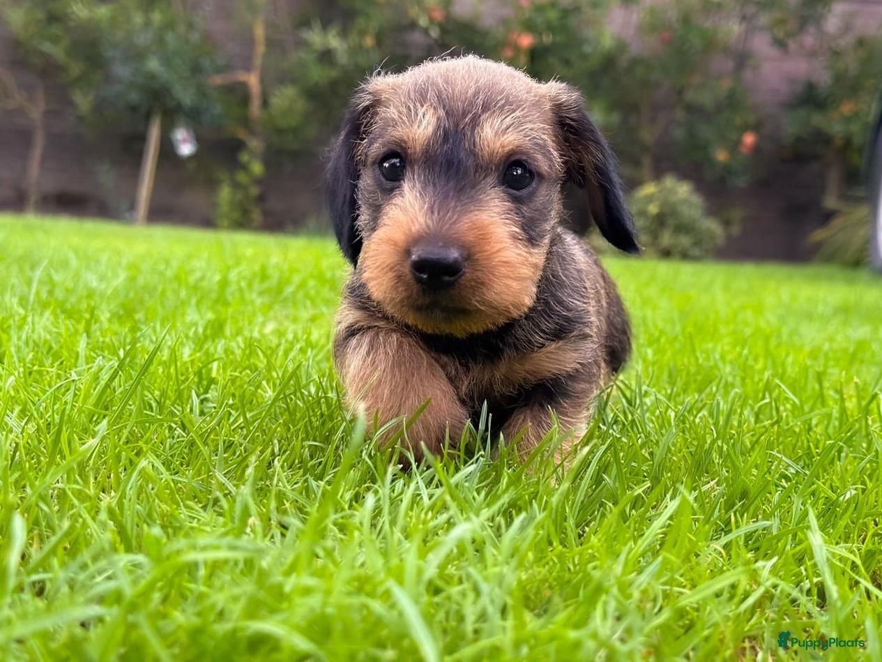 Ruwhaar Teckel honden Prachtige stamboom ruwhaar dwergteckel pups - Advertentie 1