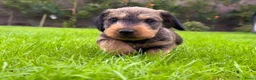 Ruwhaar Teckel honden te koop: Prachtige stamboom ruwhaar dwergteckel pups - Advertentie 1
