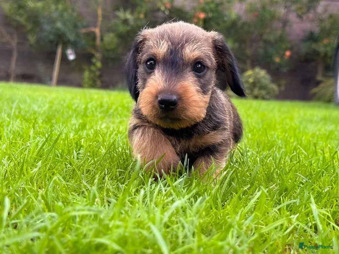 Ruwhaar Teckel honden te koop: Prachtige stamboom ruwhaar dwergteckel pups - Advertentie 1