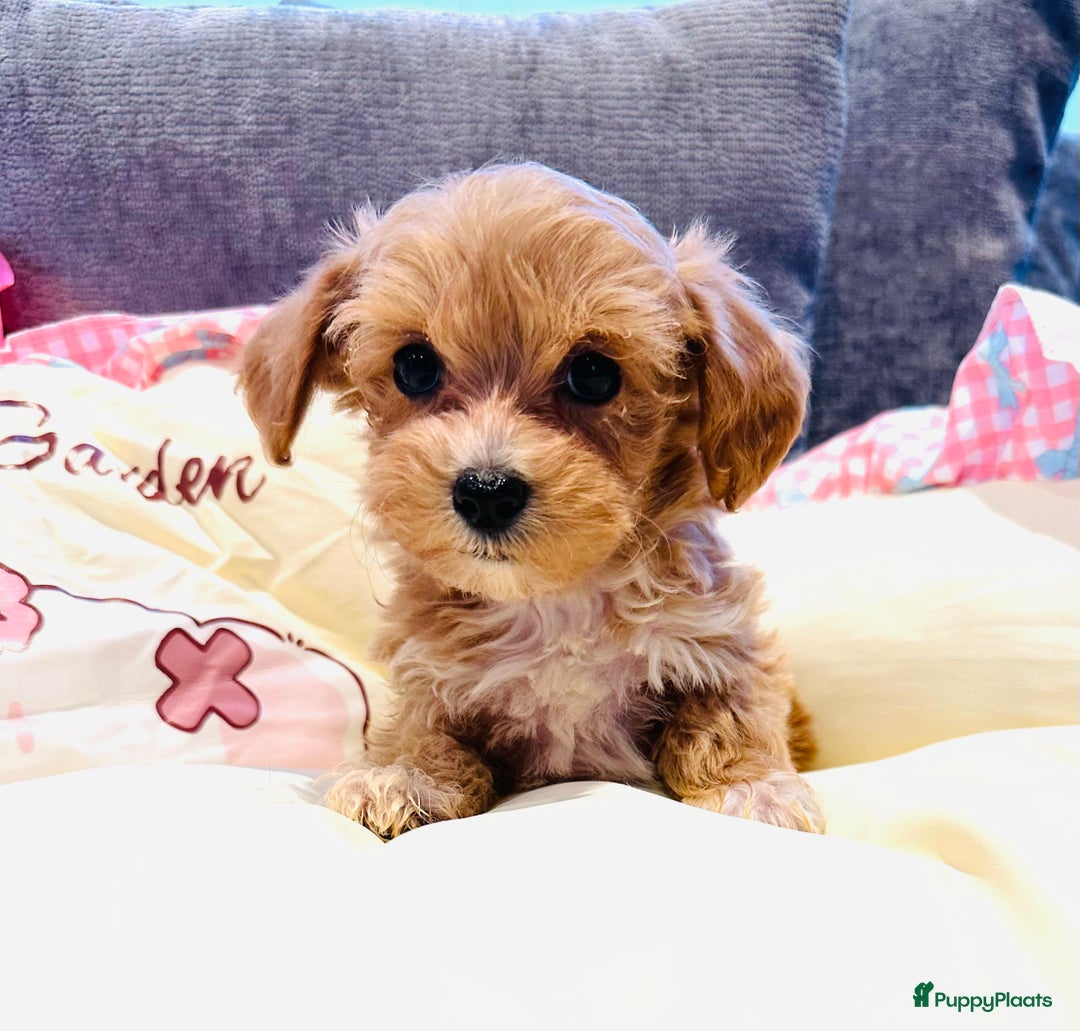 Maltipoo honden te koop: Bijzonder mooie maltipoo pups kunnen bijna weg - Advertentie 12