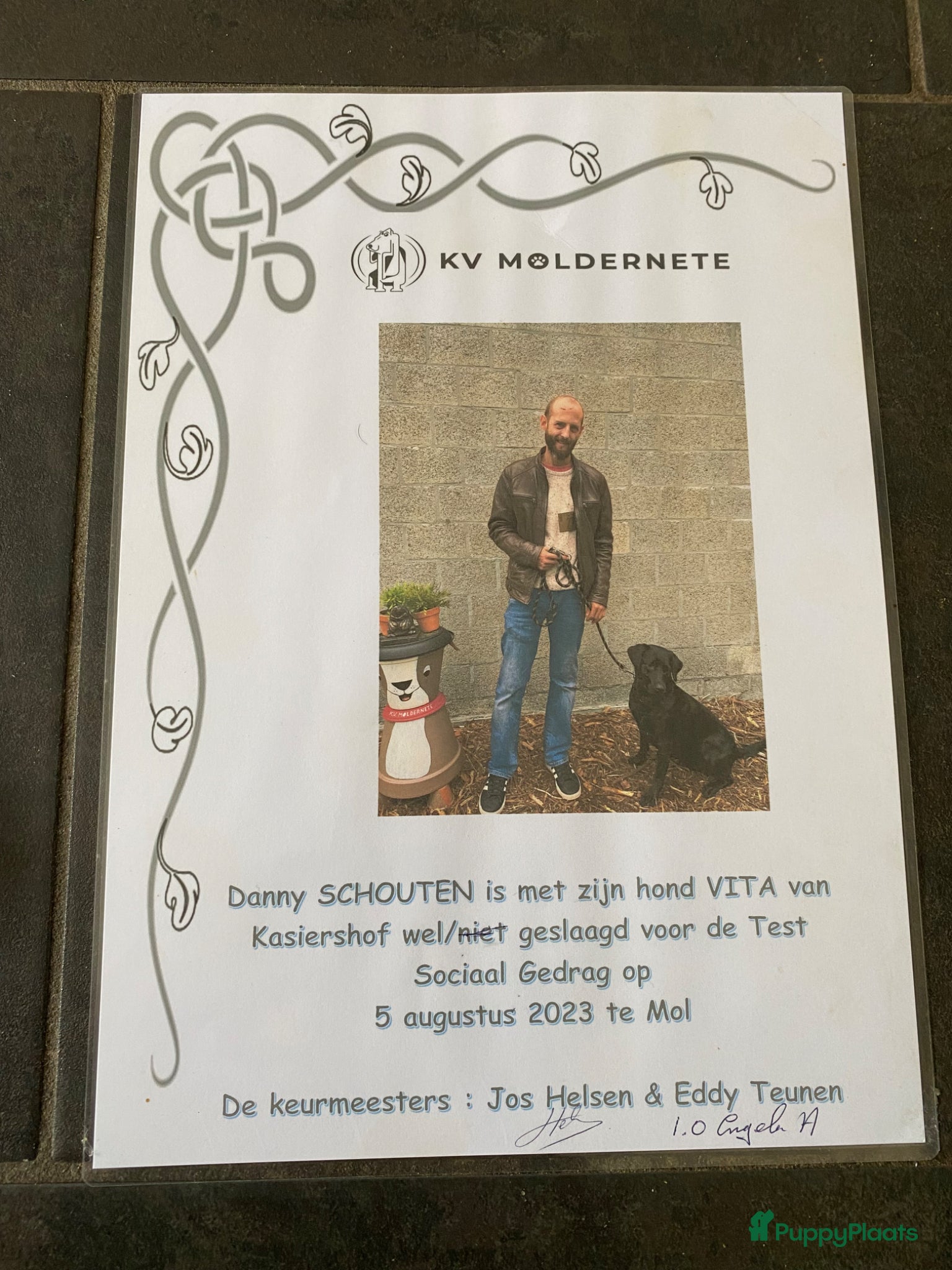 Labrador Retriever honden te koop: Labrador pup met stamboom - Advertentie 14