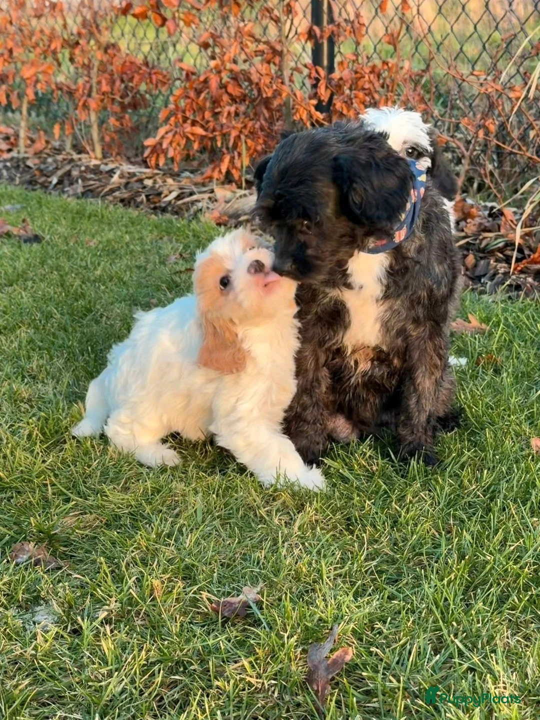 Maltipoo honden te koop: Leuke maltipoo pups  - Advertentie 27