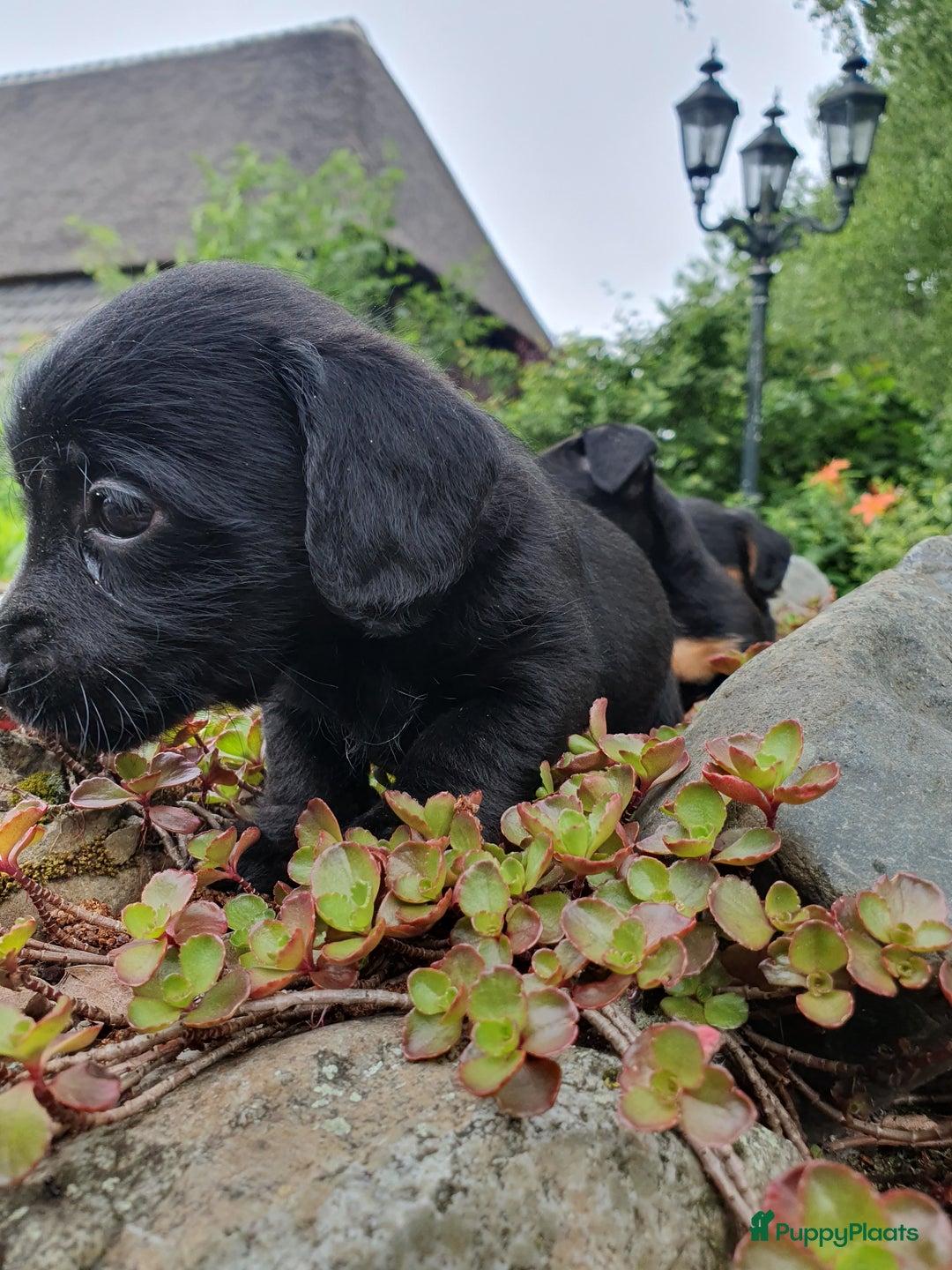 Jack Russel Terriër honden te koop: Jack russel. × yoypoedel - Afbeelding 5
