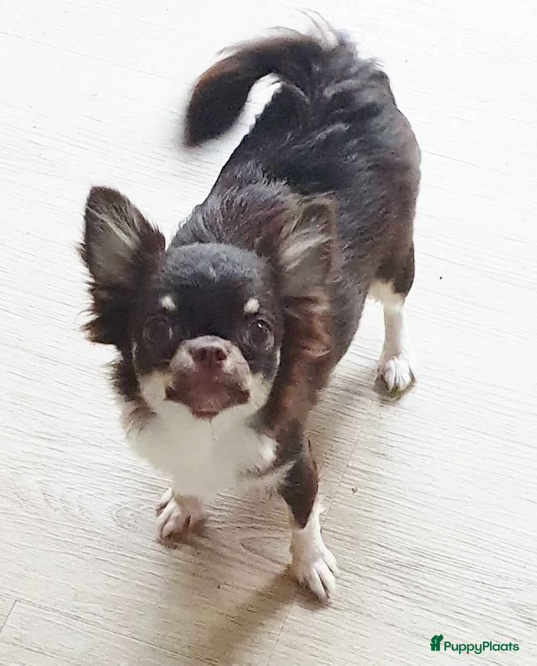 Kruising honden te koop: Mini Malchi / Mini Boomertje teefje Black & Tan  - Advertentie 8