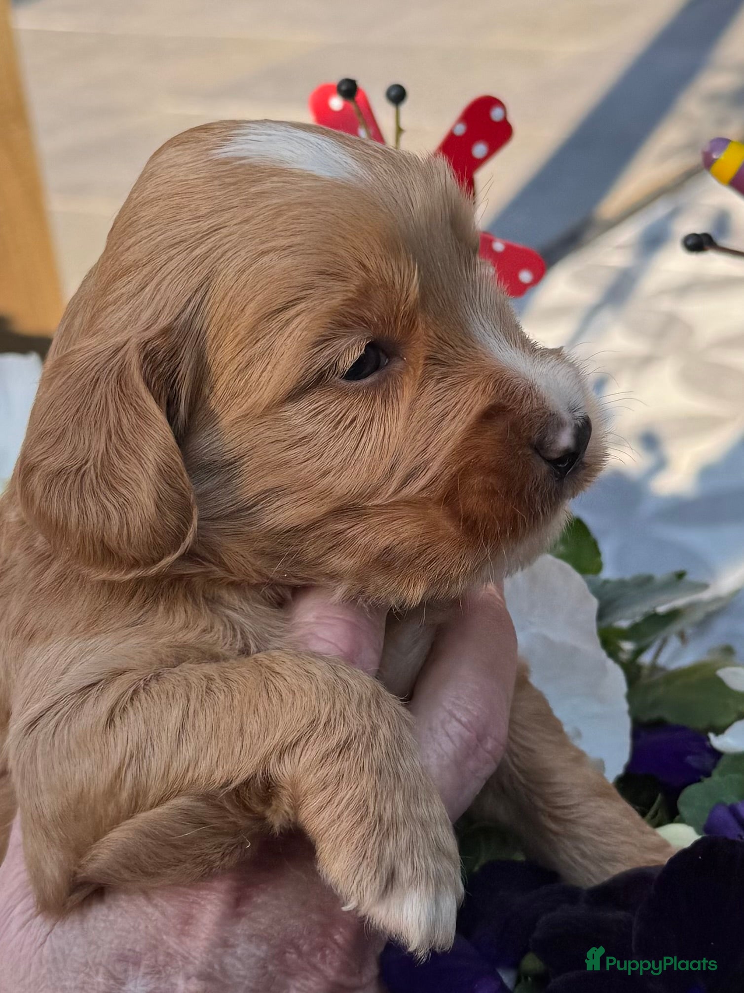 Australian Labradoodle honden Australian labradoodle pups met afstammingsbewijs! - Advertentie 2