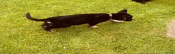 Duitse Herder honden te koop: Prachtige Duitse herder pups - Advertentie 4