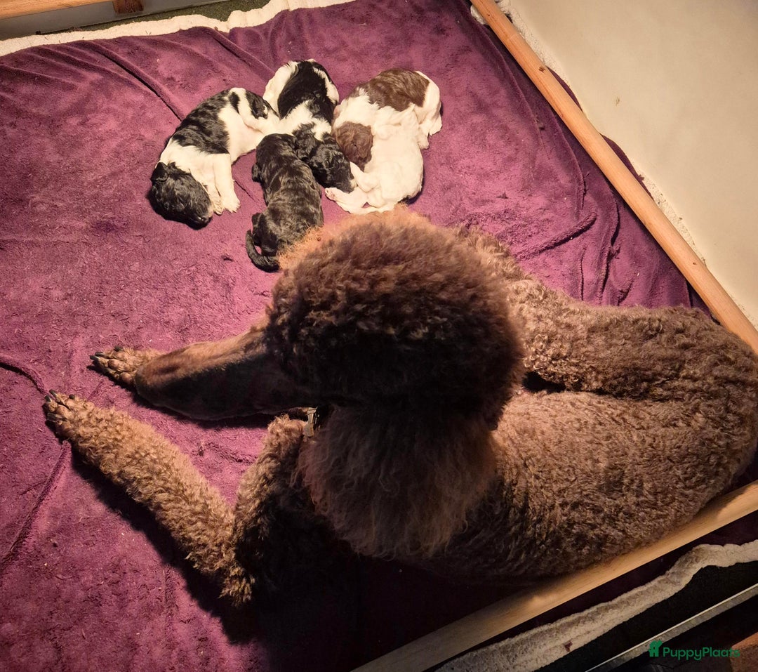 Poedel honden te koop: Schitterende Koningspoedel pups - Advertentie 5