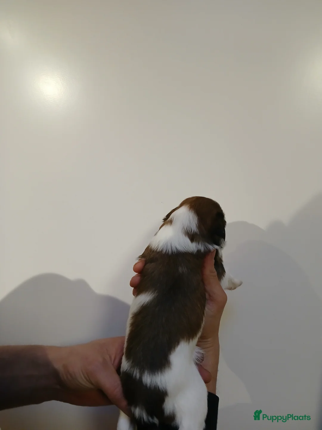 Kooikerhondje honden te koop: Supper liever  nestje kooiker pups van 7 - Advertentie 7