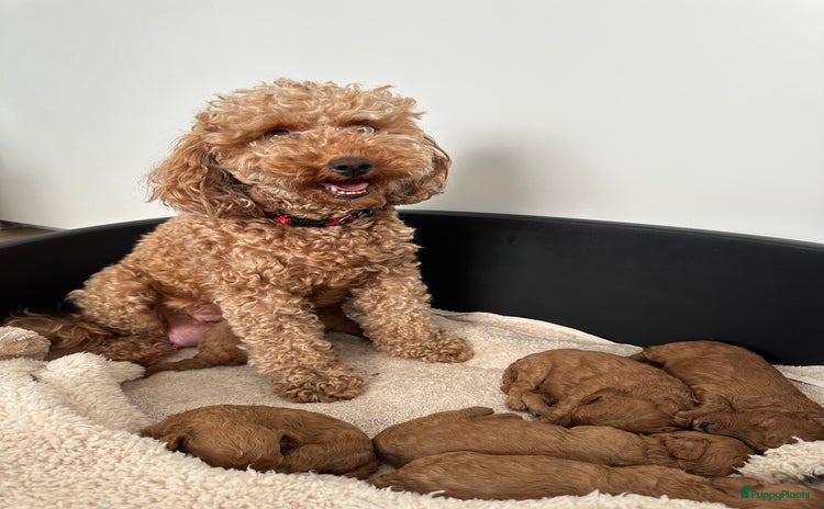 Poedel Toy honden - Advertentie 1
