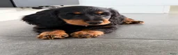Teckel (langhaar) honden te koop: Teckelpups langhaar met FCI stamboom standaard - Advertentie 2