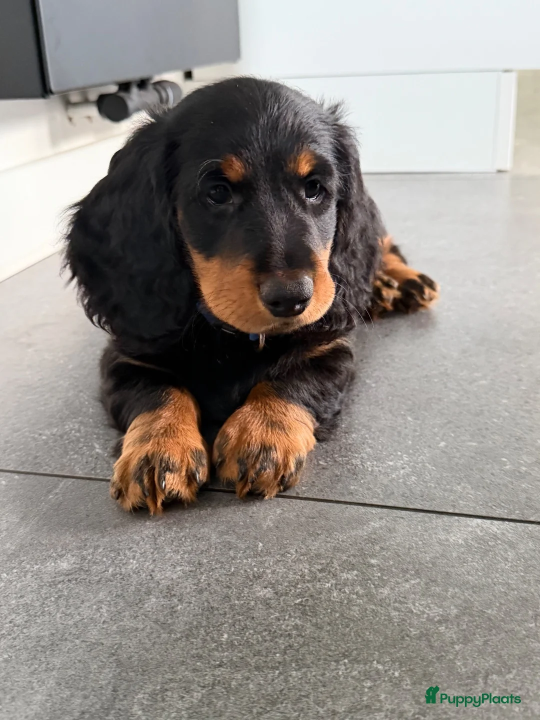 Teckel (langhaar) honden te koop: Teckelpups langhaar met FCI stamboom standaard - Advertentie 2
