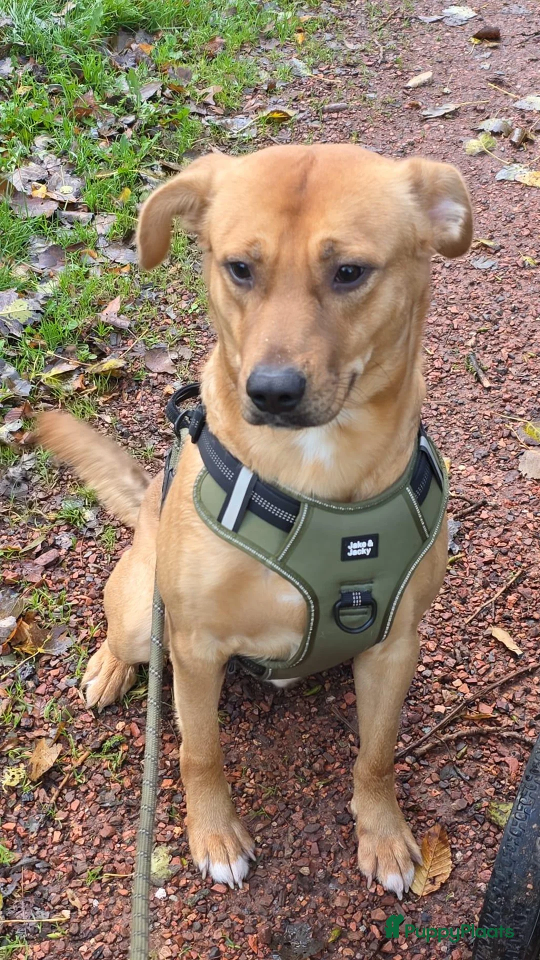 Kruising honden te koop: Mix 1,5 jaar oud in Velsen-Noord - Advertentie 1