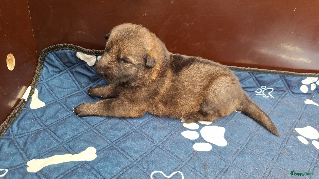 Duitse Herder honden te koop: Te koop 2 mooie grauwe teefjes in Velp - Advertentie 4