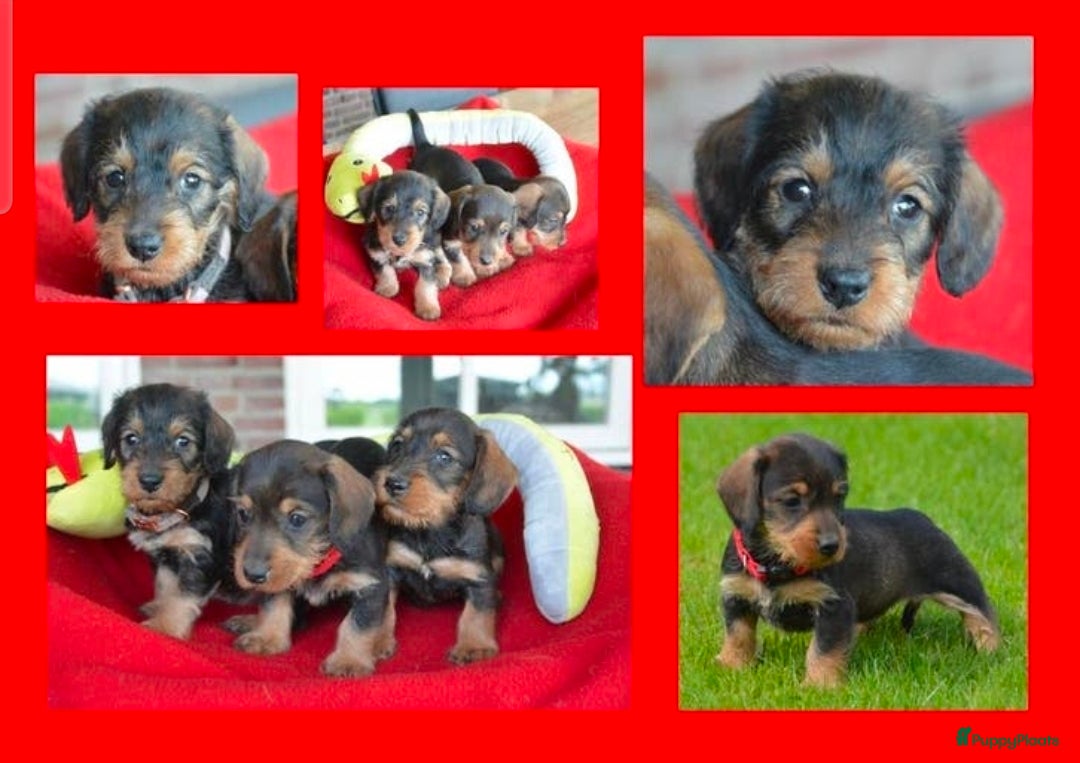 Kruising honden Supermooie teckel pups - Advertentie 11