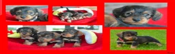 Kruising honden te koop: Supermooie teckel pups - Advertentie 1