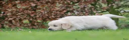 Golden Retriever honden te koop: prachtige golden retriever pups - Advertentie 17