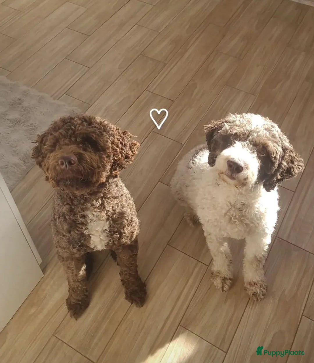 Lagotto Romagnolo honden te koop: Lagotto romagnolo nest - Advertentie 6