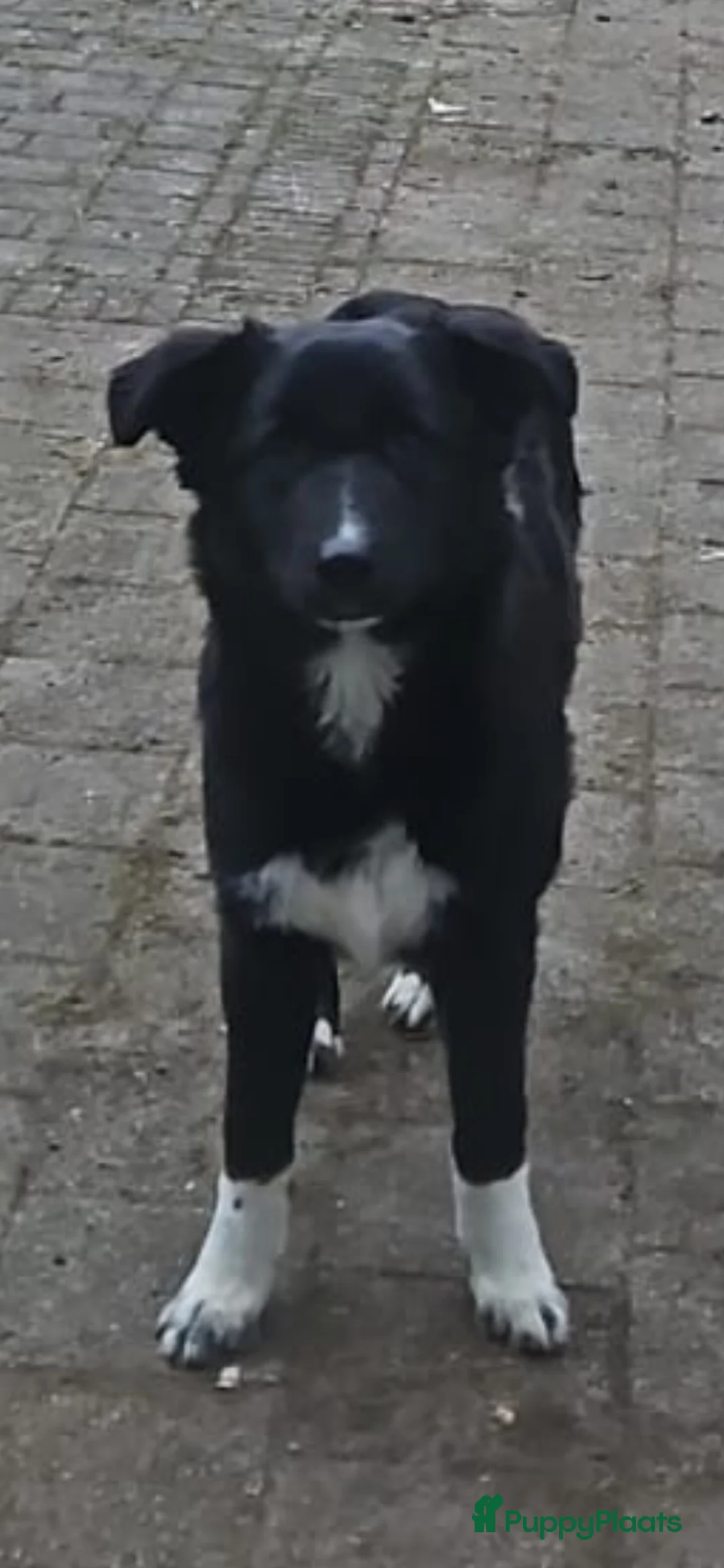 Kruising honden te koop: Hele lieve pup - Advertentie 4