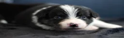 Border Collie honden te koop: Border collie pups met FCI stamboom - Advertentie 6