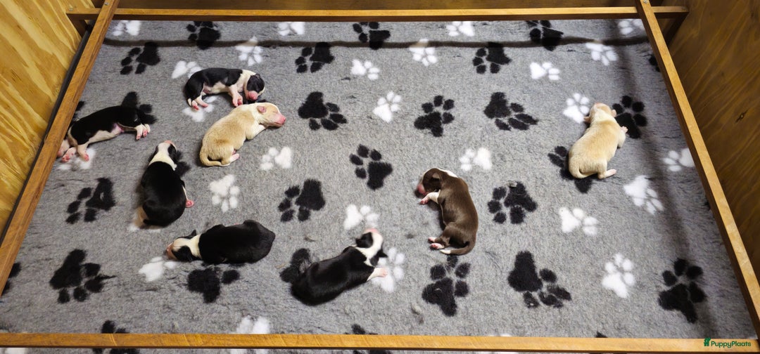 Border Collie honden te koop: 6 border collie pups te koop - Advertentie 3