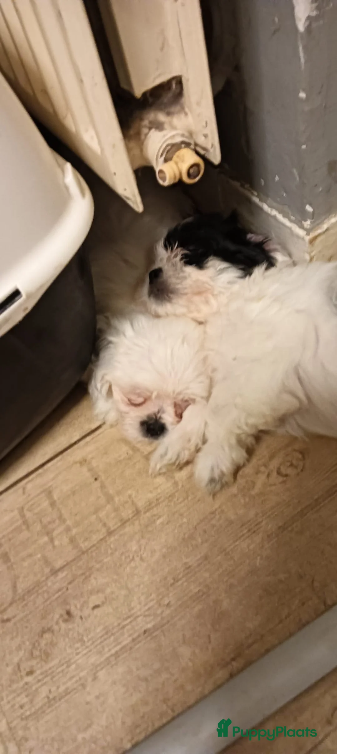 Malshi honden te koop: Ons Eerste nestje Maltezer x Shitzu  - Advertentie 12