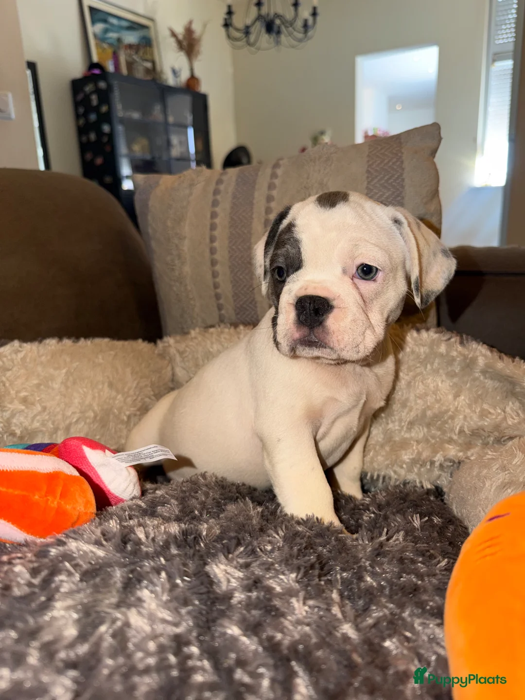 Franse Bulldog honden te koop: Franse Bulldog puppy’s 🩵🩷 - Advertentie 2