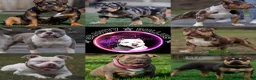 Amerikaanse Bully honden te koop: American Bully pocket pups verwacht  - Advertentie 33