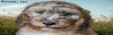 Cockapoo 1