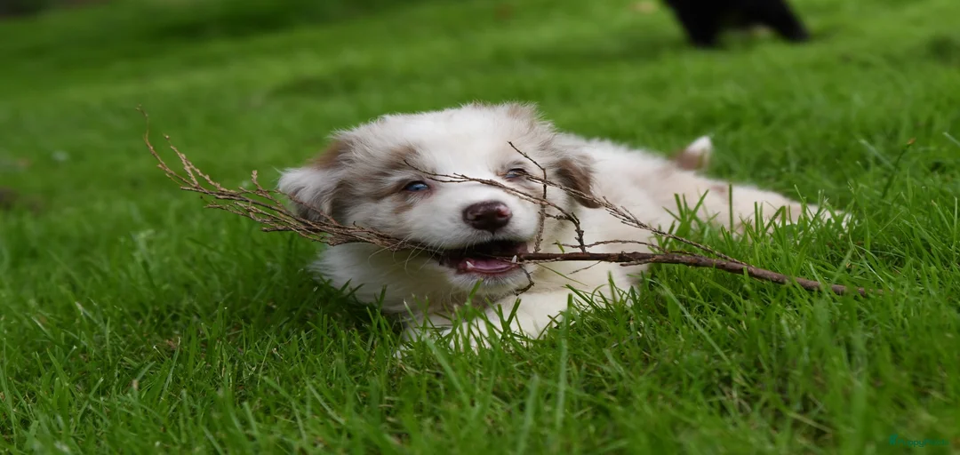 Galerij afbeelding {{count}}