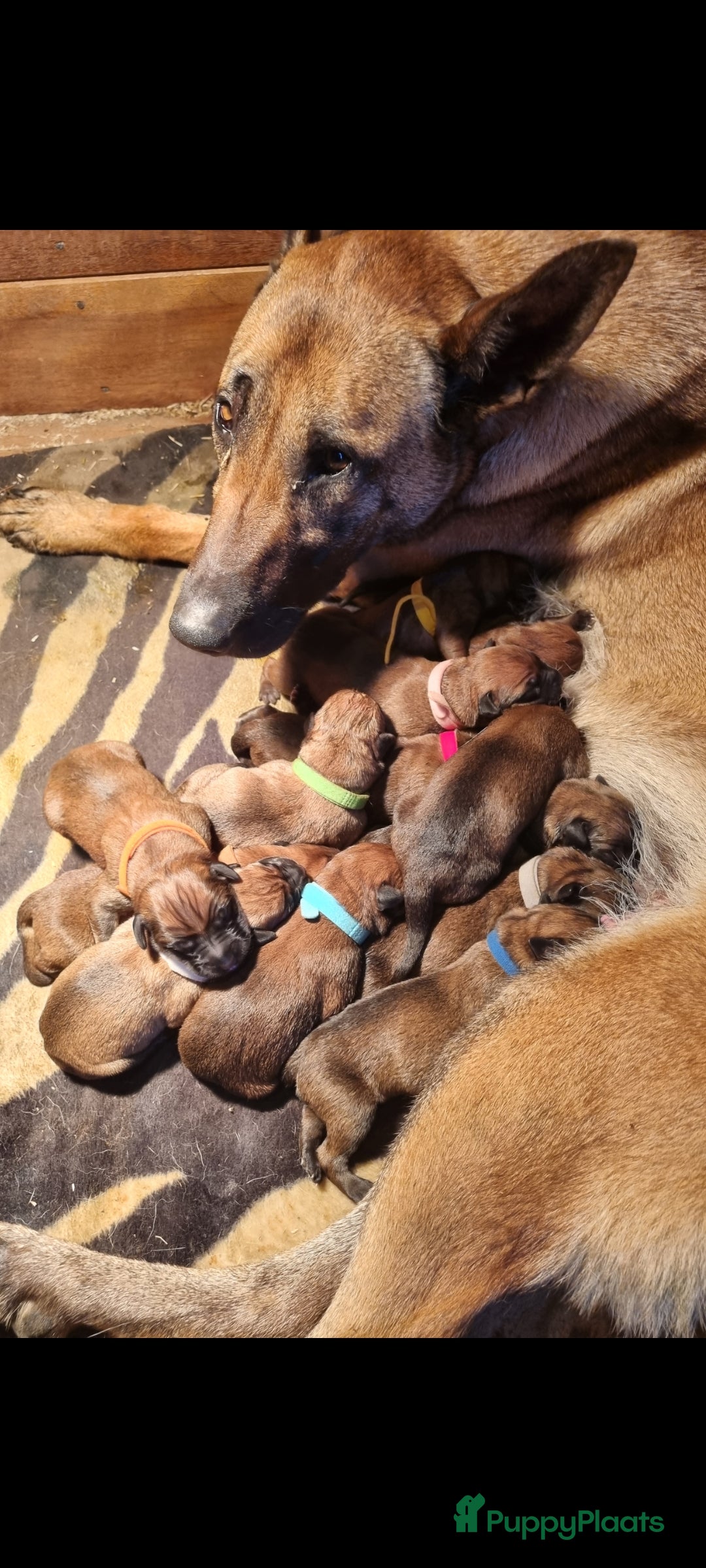 Boxer honden te koop: Kruising boxer mechelse herder - Afbeelding 4