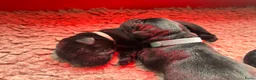 Labrador Retriever honden te koop: Zwarte Labradorpups  - Advertentie 3