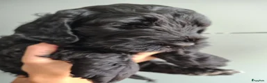 Cockapoo 1