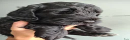 Cockapoo honden te koop: Cockapoo F1b huiselijke kring geteste ouders - Advertentie 10
