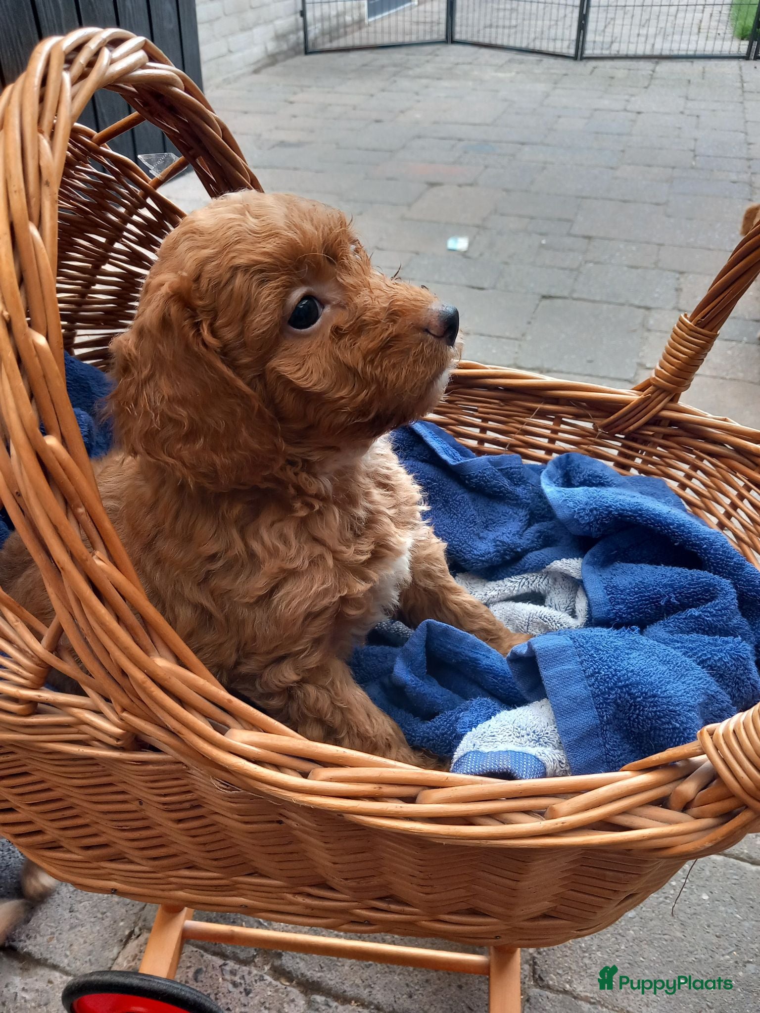 Maltipoo honden Mooie speelse maltipoo pups - Advertentie 1
