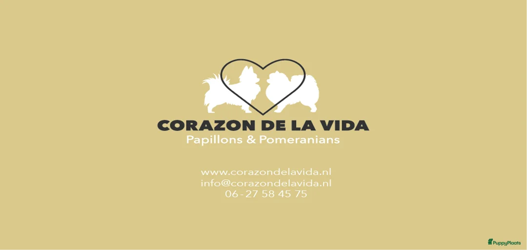 Galerij afbeelding {{count}}