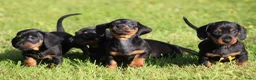 Teckel (korthaar)  honden te koop: Teckel pups - Advertentie 22
