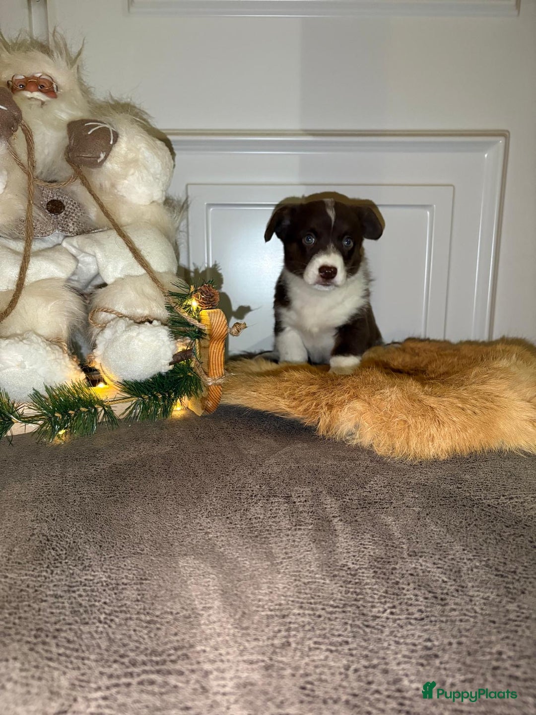 Welsh Corgi Cardigan honden te koop: Welsh Corgi Cardigan puppy’s  - Advertentie 2