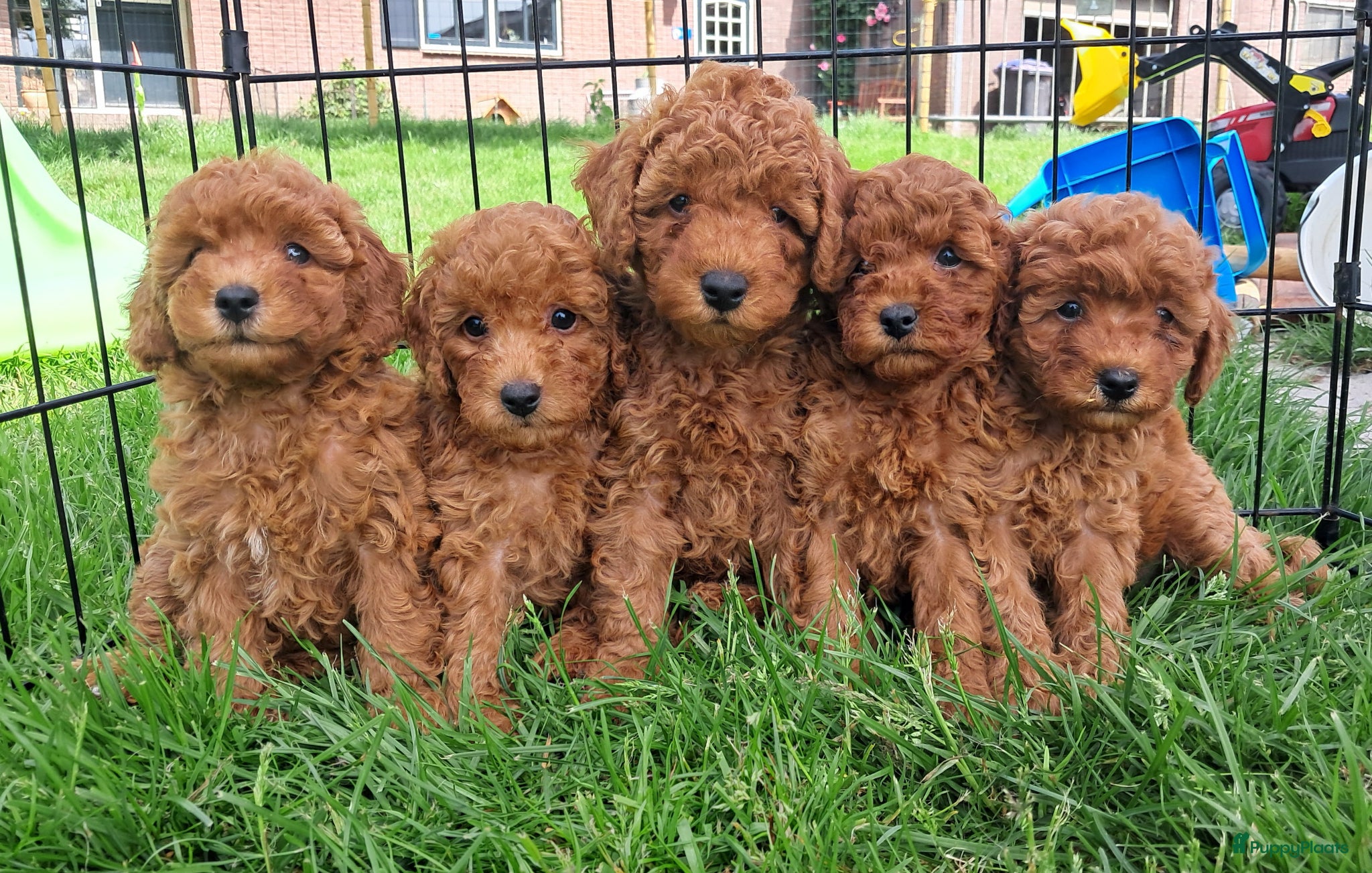 Labradoodle honden F1b mini doodles - Advertentie 1