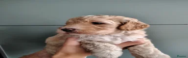 Cockapoo 4