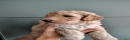 Cockapoo honden te koop: Cockapoo F1b huiselijke kring geteste ouders - Advertentie 11