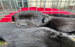 Kruising honden te koop: Onze lieve Boulab puppy’s zijn te koop in Buren - Afbeelding 2