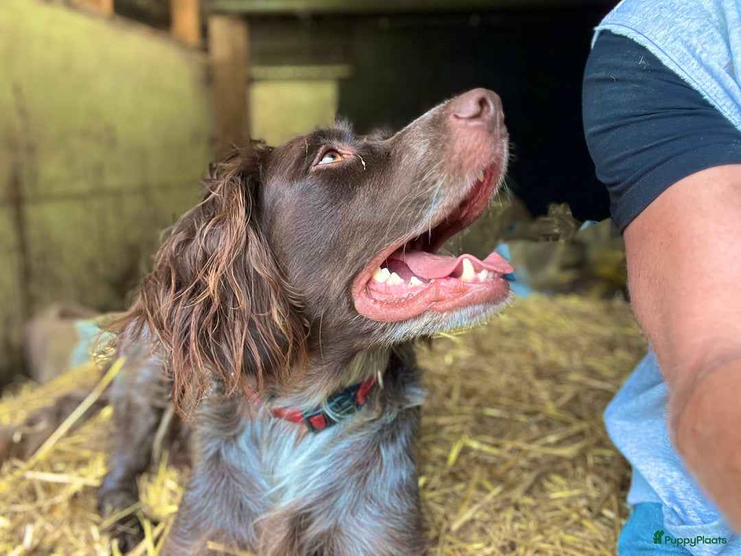 Duitse Staande Hond Langhaar honden te koop: Duitse Staande Langhaar pups - Afbeelding 5