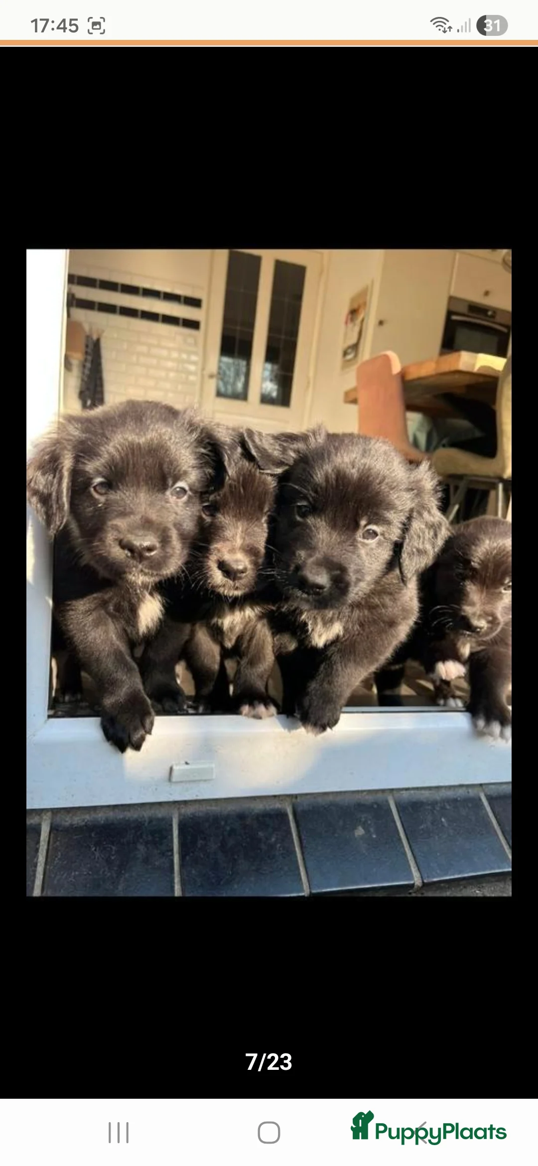 Kruising honden te koop: Xing golden retiever, aussie in huis opgegroeid - Advertentie 4