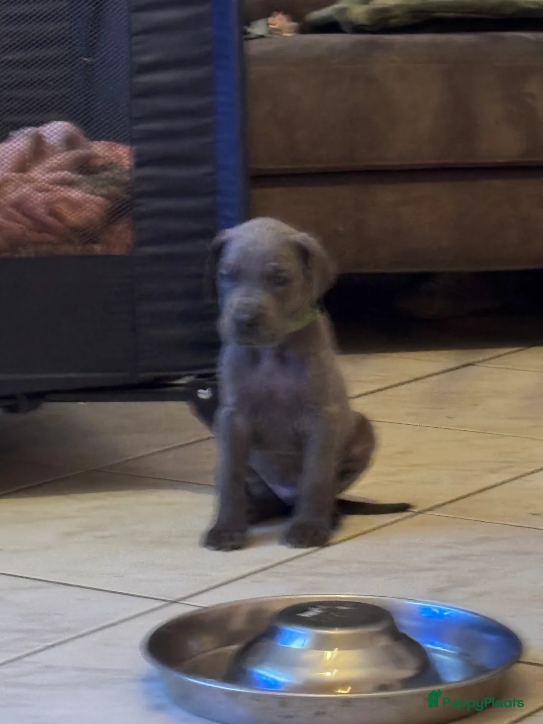 Duitse Dog honden te koop: Duitse dog puppies  - Advertentie 2