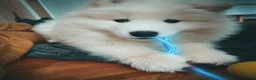 Samojeed honden te koop: Samojeed pups - Advertentie 3