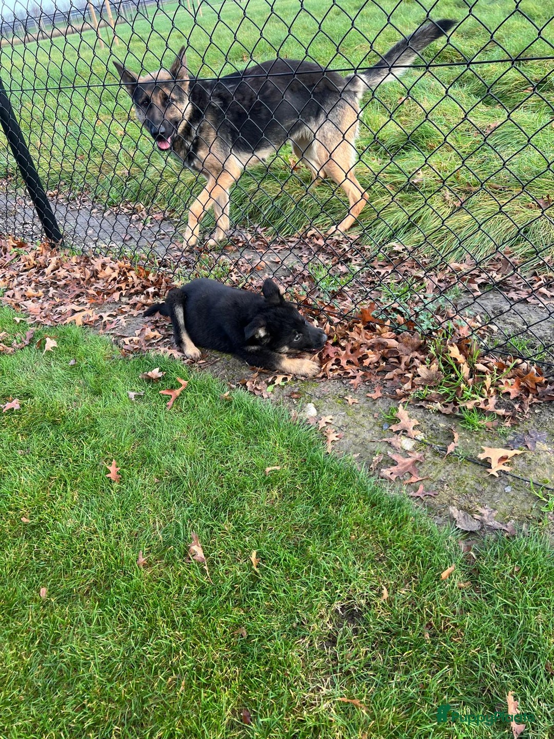 Duitse Herder honden te koop: Duitse herder pups -10 WK- nog 1 pup beschikbaar! - Advertentie 38