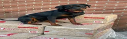 Rottweiler honden te koop: Mooie rottweiler pups tekoop - Advertentie 2