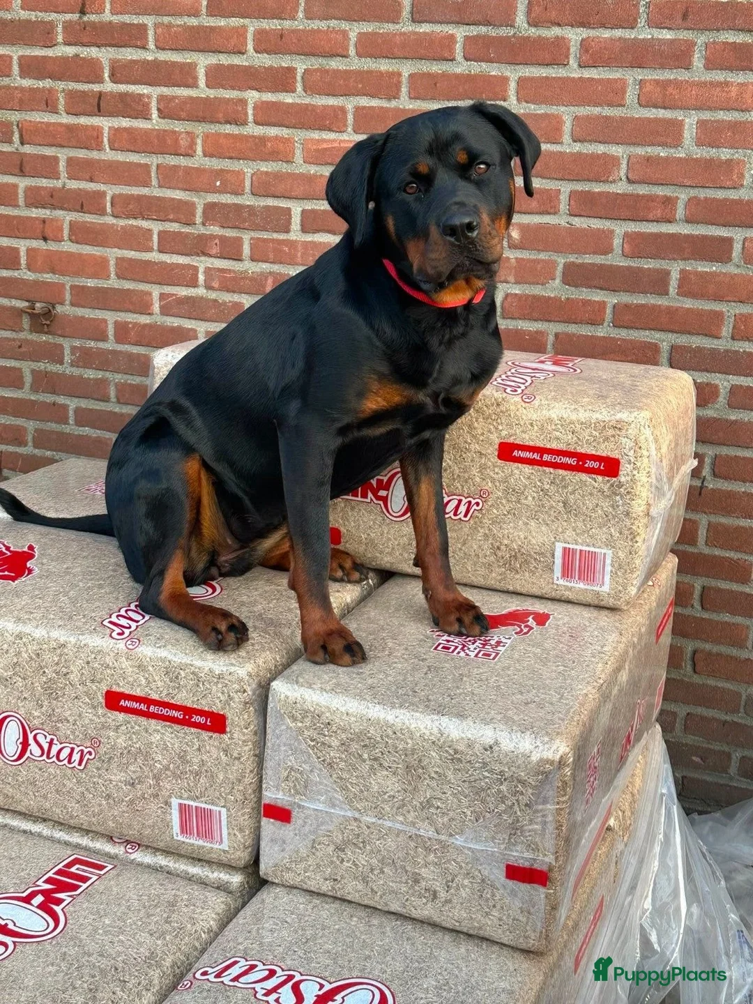 Rottweiler honden te koop: Mooie rottweiler pups tekoop - Advertentie 2